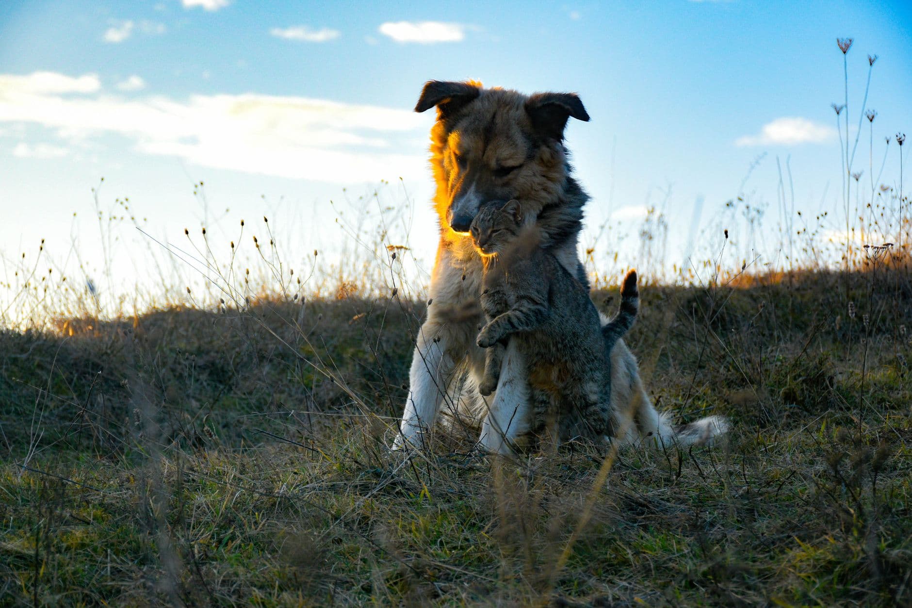 Healthy happy dog and cat companion animals