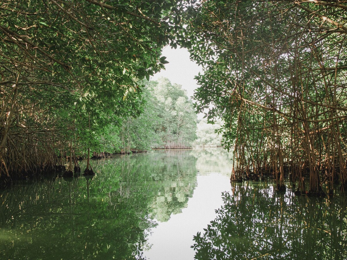 Tropical mangrove forest