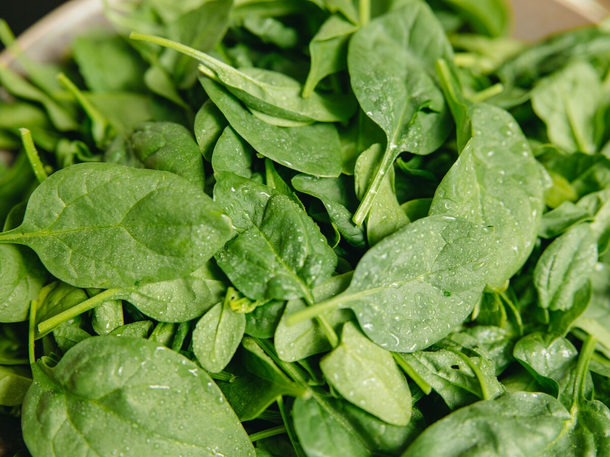 Fresh spinach leaves with water droplets
