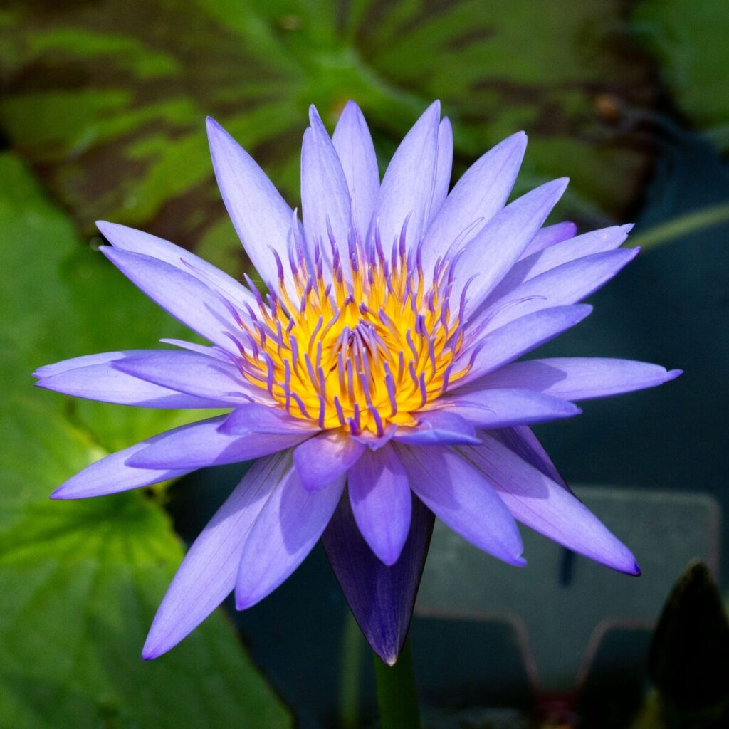 Blue-violet water lily in bloom