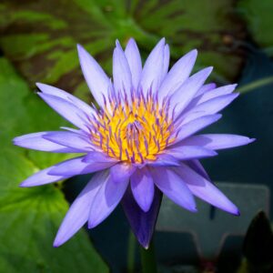 Blue-violet water lily in bloom